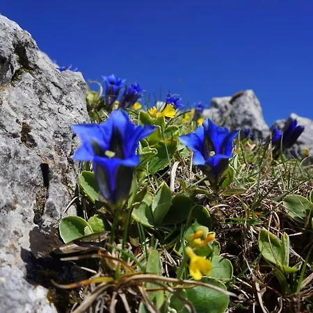 Slo-etno House Gostece-vintage Apartma