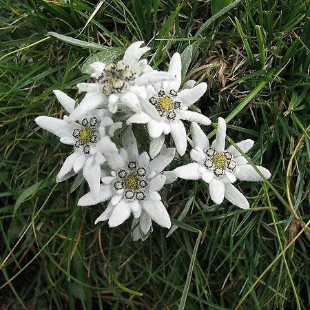 Slo-etno House Gostece-vintage Apartma Daire