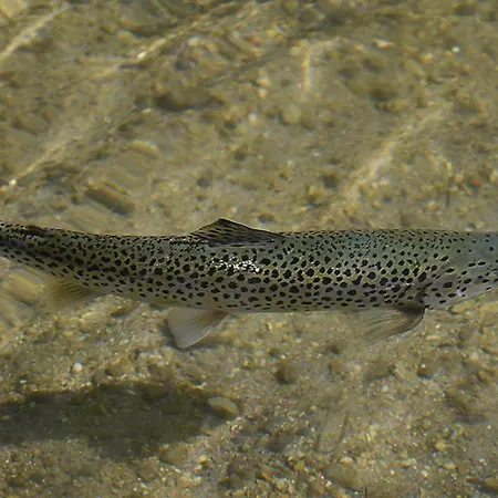 Apartamento Slo-etno House Gostece-vintage Apartma Mozirje