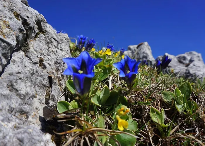 Slo-etno House Gostece-vintage Apartma