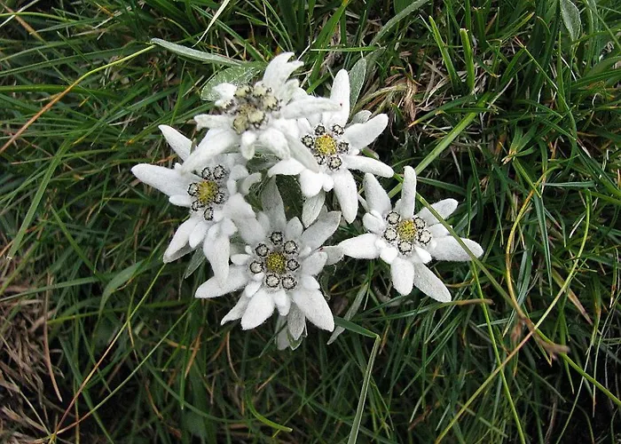 Slo-etno House Gostece-vintage Apartma דירה