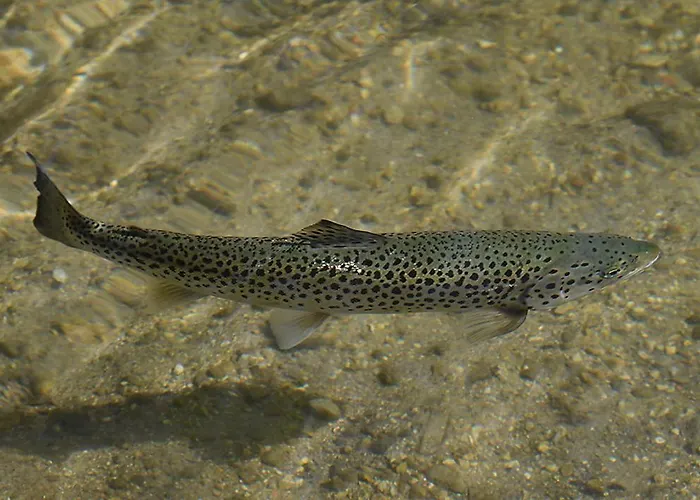 דירה Slo-etno House Gostece-vintage Apartma מוזירייה